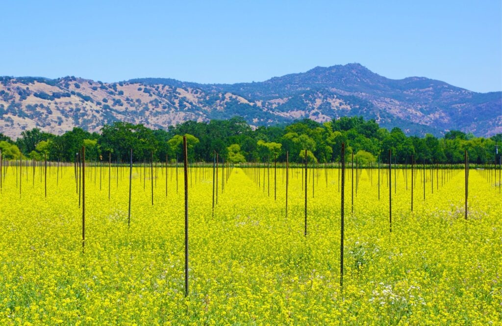 california vineyards