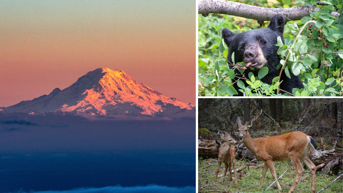washington state wildlife