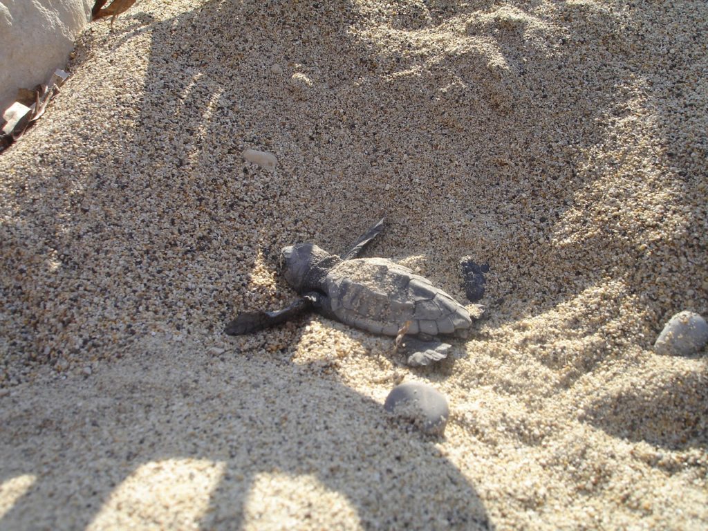 zakynthos turtle emerging from the sand