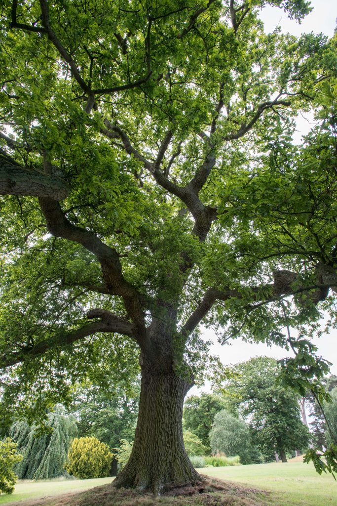 Mature trees at Cholmondeley Castle