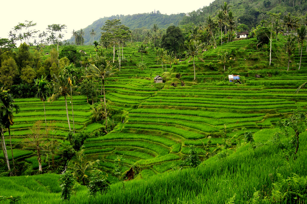 Rice Terrace, Bali