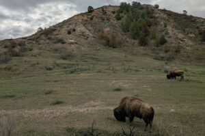 Bison Roosevelt NP