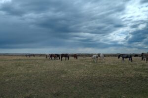 Wild Horses Roosevelt NP