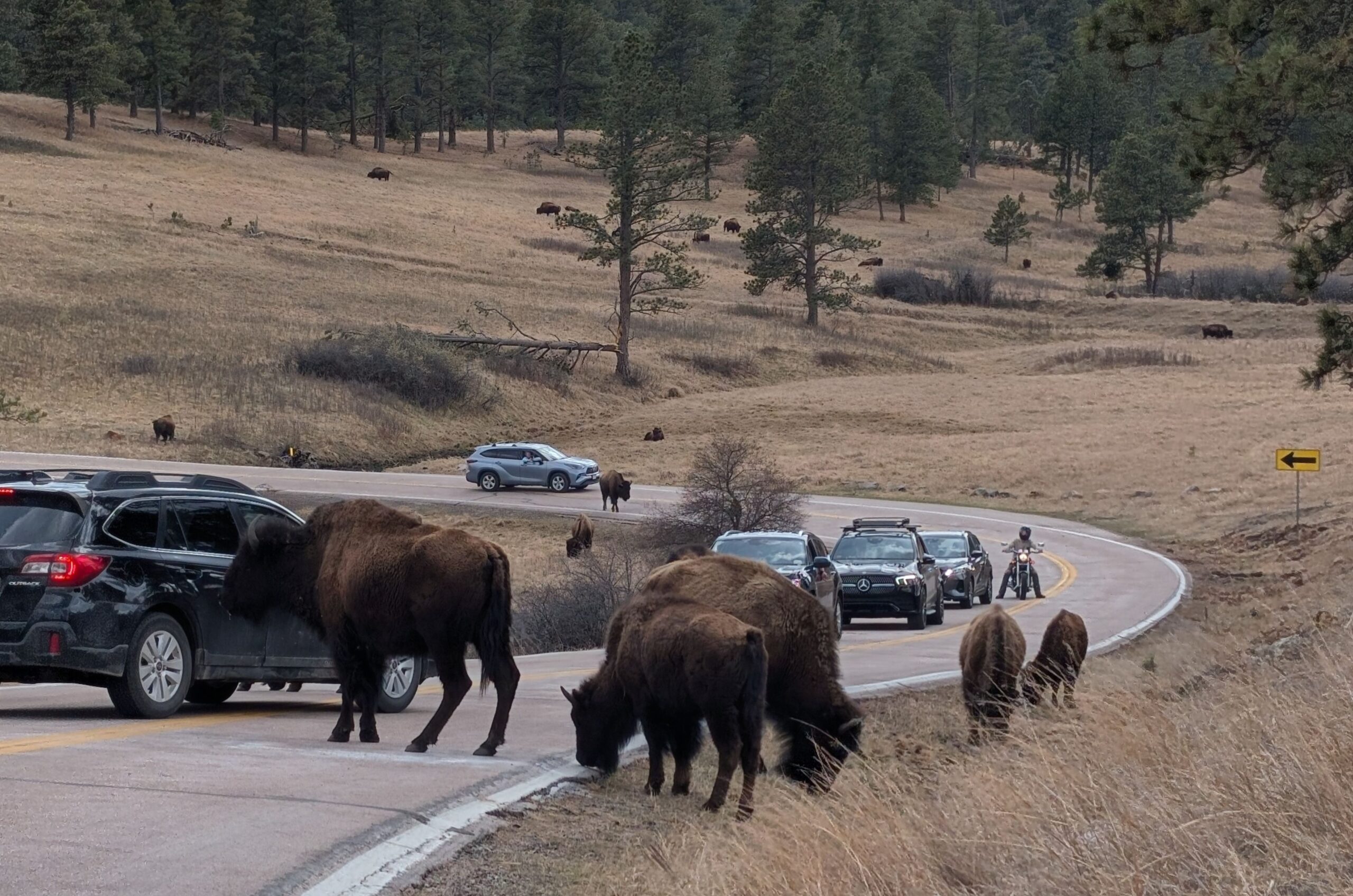 Custer State Park Bison