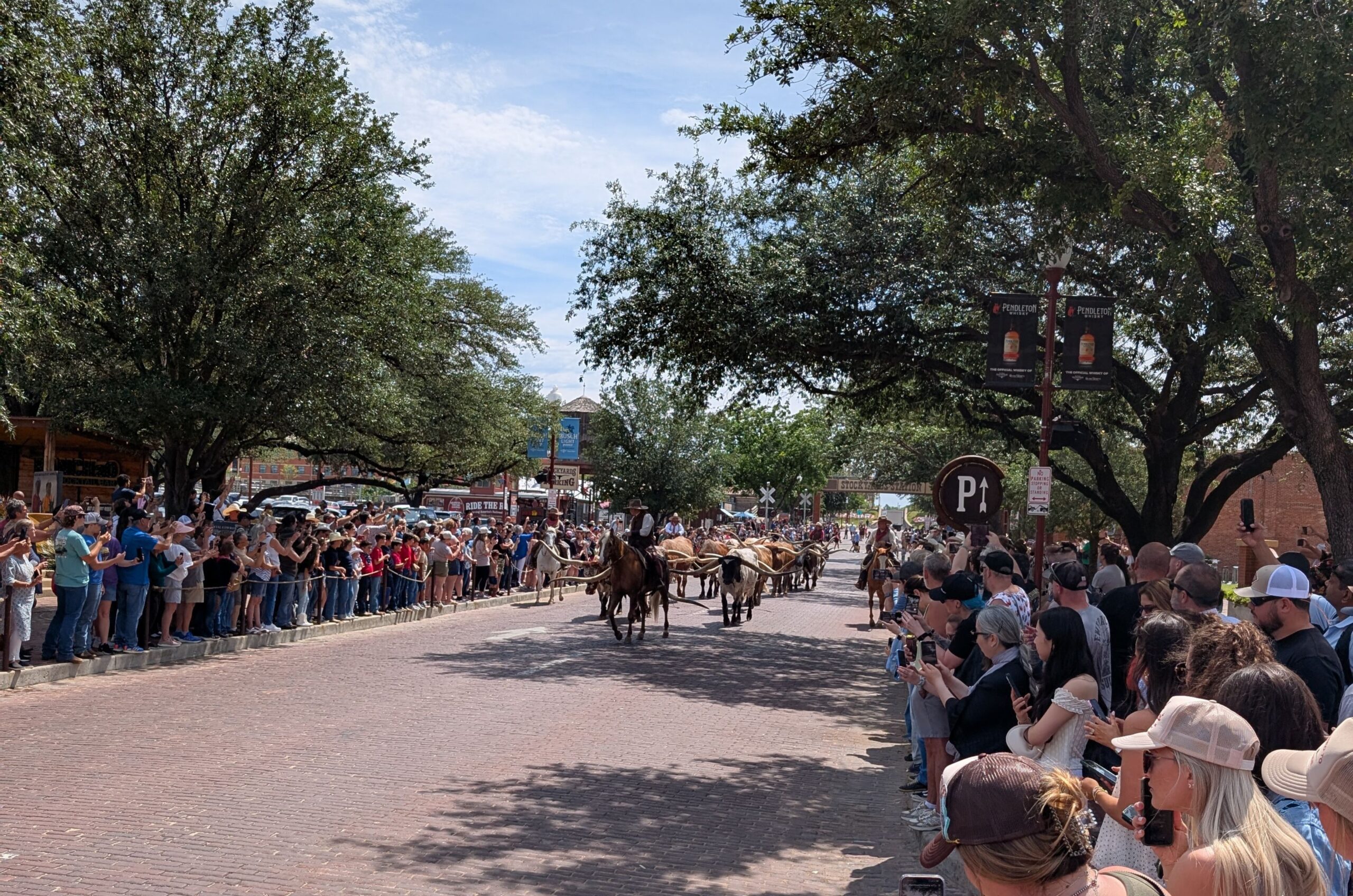 fort worth cattle drive