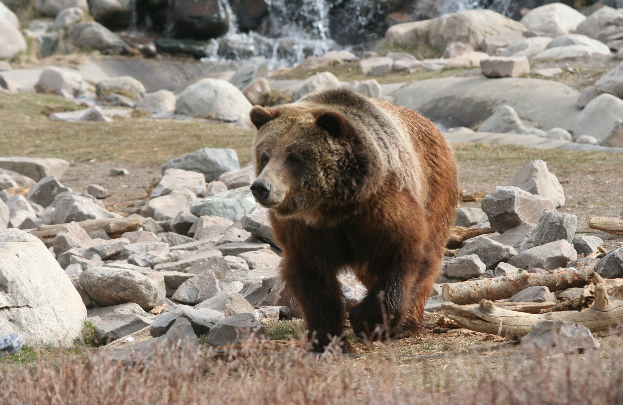 bear yellowstone national park