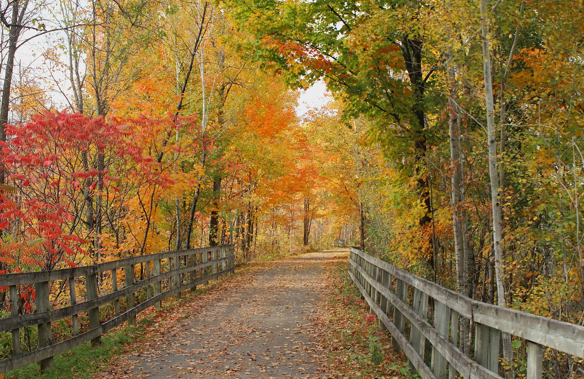 Fall Colours Quebec