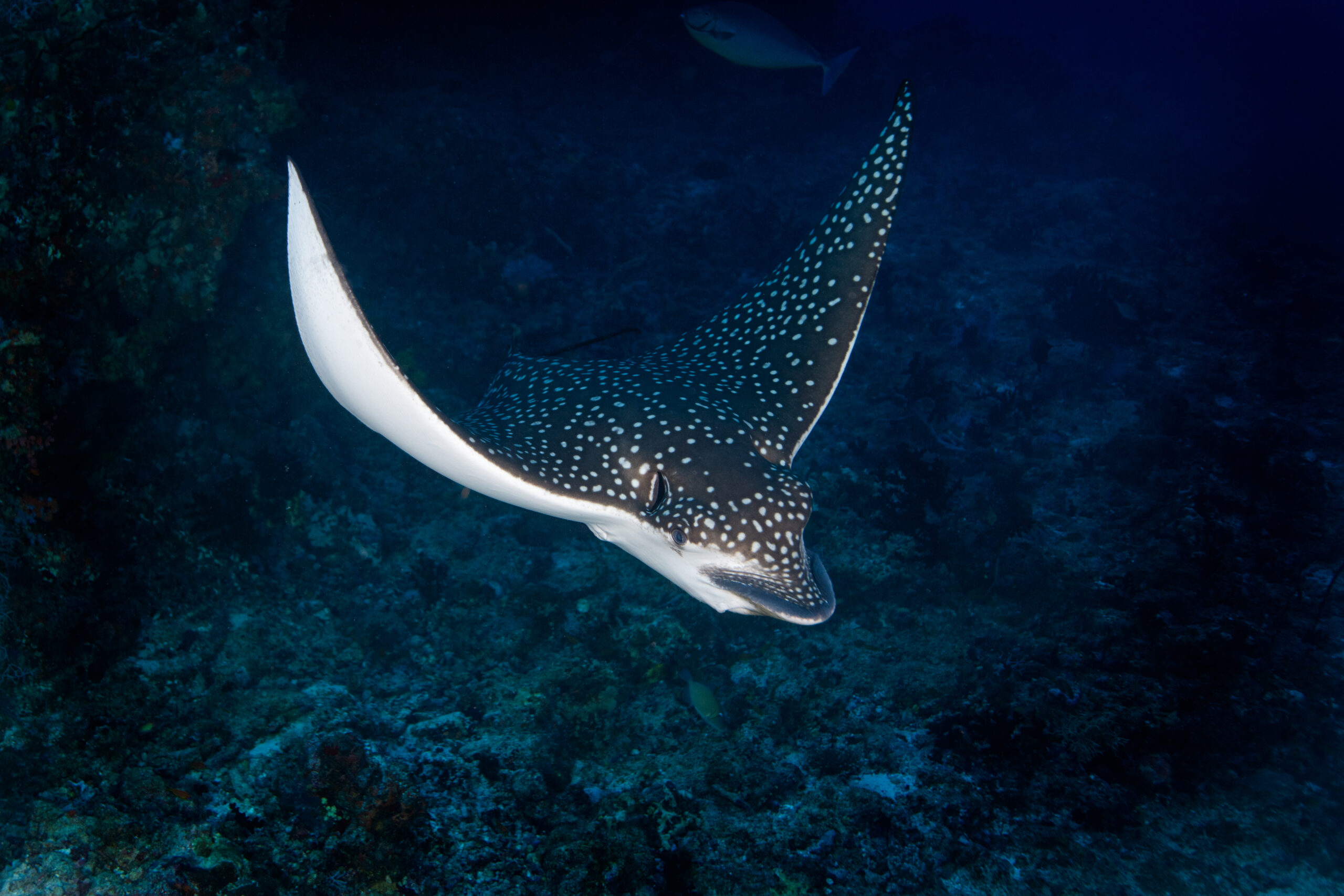 Ray by Richard Aspinall